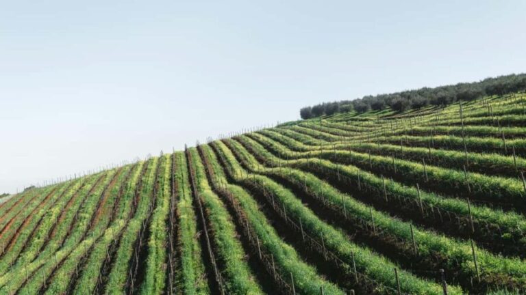 Private Cape Winelands Tour - Paarl: The Red Wine Powerhouse