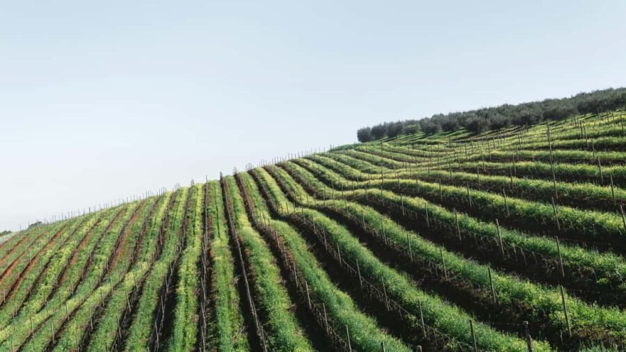 Private Cape Winelands Tour - Paarl: The Red Wine Powerhouse
