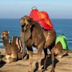 Private Day Tour to Tangier from Tarifa or Algeciras - What to Expect on the Day