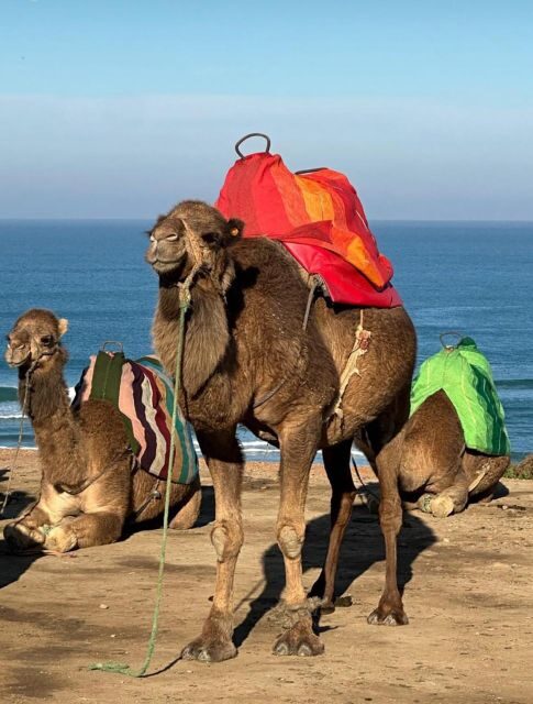 Private Day Tour to Tangier from Tarifa or Algeciras - What to Expect on the Day