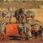 PRIVATE DAY TOUR :TSAVO EAST NATIONAL PARK FROM DIANI - The Value of This Private Safari