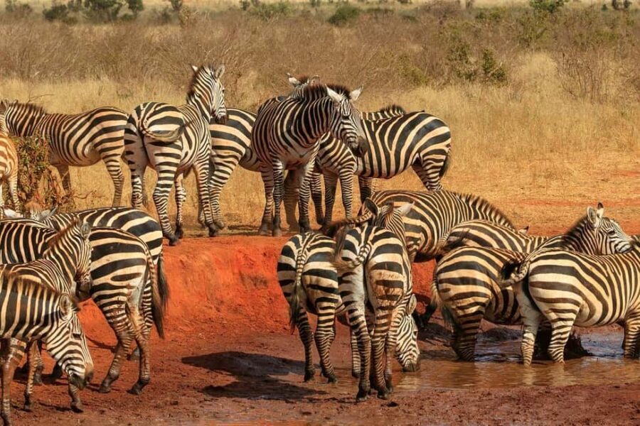 PRIVATE DAY TOUR :TSAVO EAST NATIONAL PARK FROM DIANI - The Value of This Private Safari