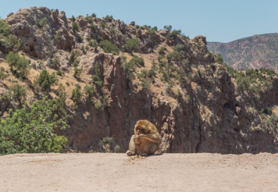 Private Day Trip To Ouzoud Waterfalls - What Sets This Tour Apart