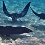 Private excursion Half day Moorea Discovery of the lagoon - The Value of a Private Lagoon Tour