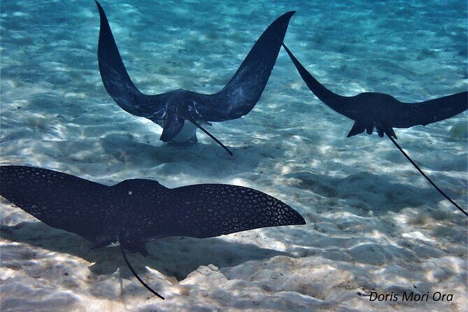 Private excursion Half day Moorea Discovery of the lagoon - The Value of a Private Lagoon Tour