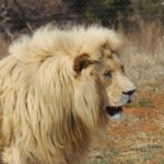 Private full day Aquila Safari tour - The Value of the Experience