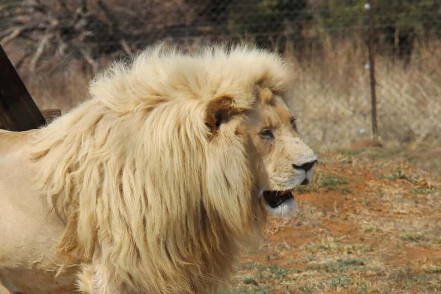 Private full day Aquila Safari tour - The Value of the Experience