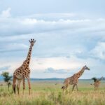 Private Full Day Safari Adventure in Addo National Park - What Makes This Safari Unique?