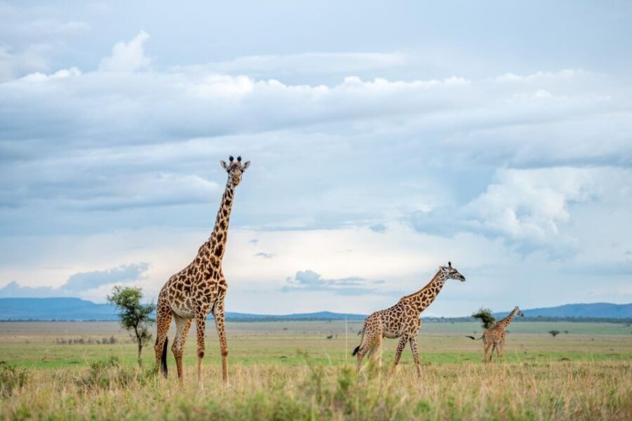 Private Full Day Safari Adventure in Addo National Park - What Makes This Safari Unique?