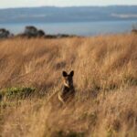 Private Great Ocean Road - The Ultimate Aussie Adventure - Analyzing the Cost & Value