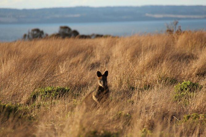 Private Great Ocean Road - The Ultimate Aussie Adventure - Analyzing the Cost & Value