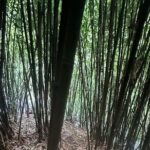 Private Guided Adventure in Nadi with Pick-up - Who This Tour Is Best For