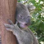 Private Guided Tour from Sydney to Blue Mountains National Park - A Closer Look at the Itinerary