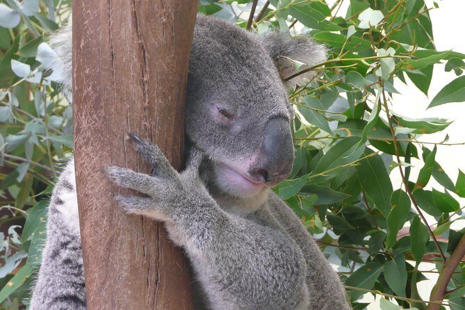 Private Guided Tour from Sydney to Blue Mountains National Park - A Closer Look at the Itinerary
