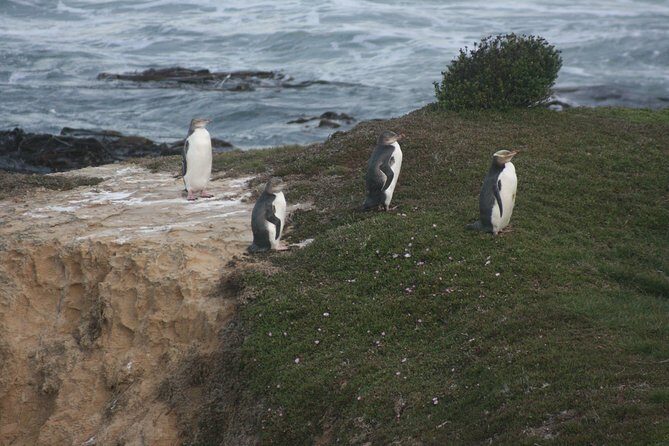 Private Guided Tour of Dunedin City Heritage and Unique Wildlife and Scenery - What We Loved About the Experience
