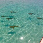 PRIVATE Half Day Tour : Moorea Snorkeling & Sailing on a Catamaran named Taboo - FAQ