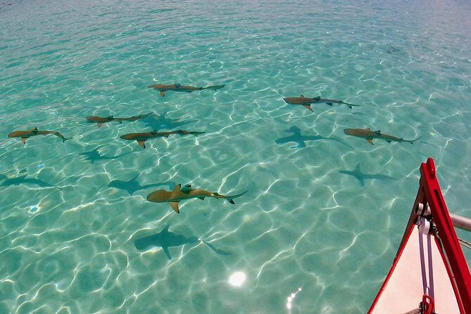PRIVATE Half Day Tour : Moorea Snorkeling & Sailing on a Catamaran named Taboo - FAQ