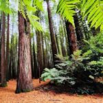 Private Hobbiton & BlueSprings & Redwood forest fromAuckland - Practical Details That Matter