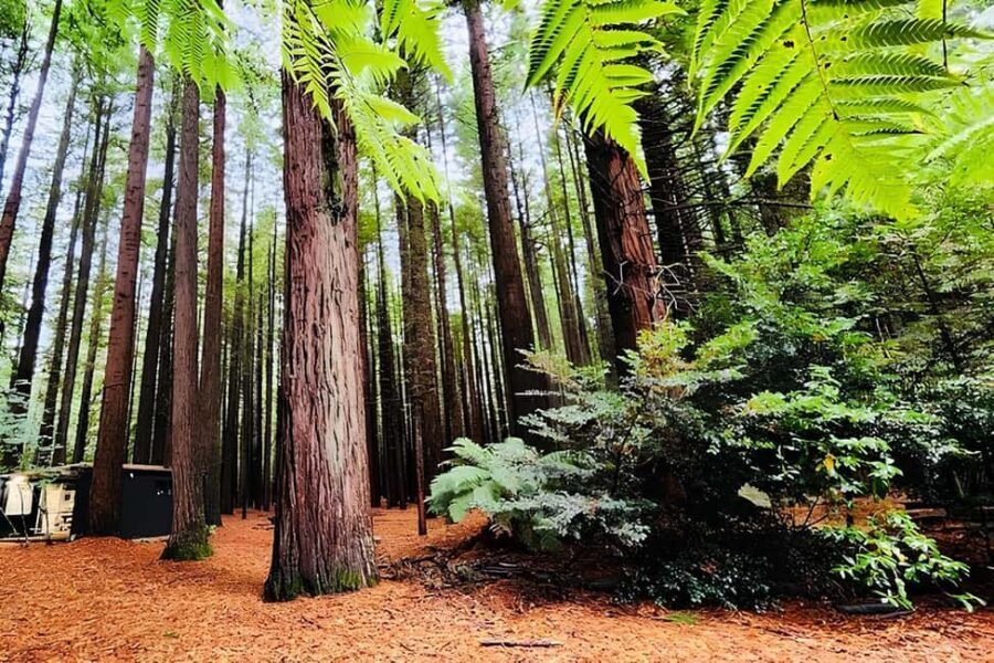Private Hobbiton & BlueSprings & Redwood forest fromAuckland - Practical Details That Matter