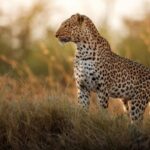 Private Kruger Full Day Safari from Hazyview - FAQ
