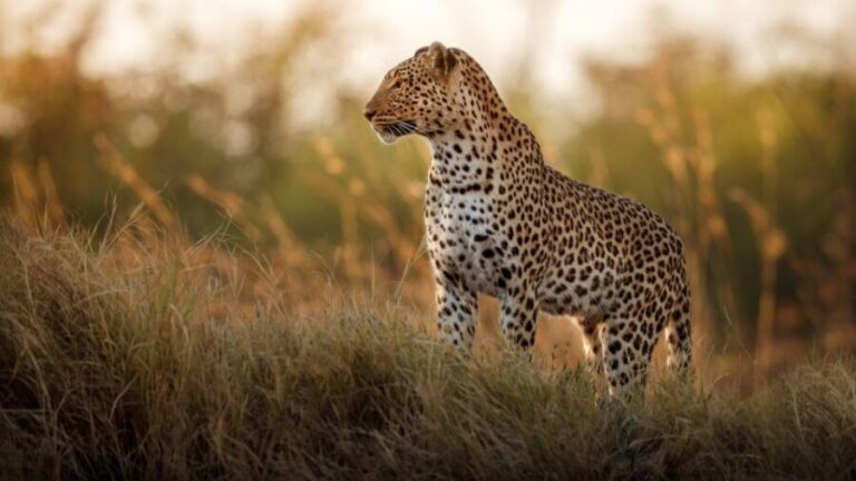 Private Kruger Full Day Safari from Hazyview - FAQ