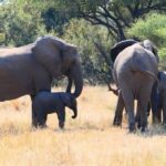 Private Kruger park and Panorama route tour - Day 2: Full-Day Game Drive in Kruger