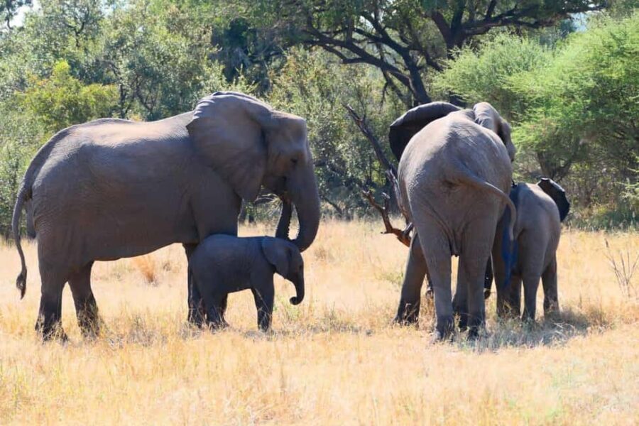 Private Kruger park and Panorama route tour - Day 2: Full-Day Game Drive in Kruger