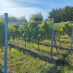 Private Martinborough Wine Tour for Wine Enthusiasts - What’s Included and What’s Not