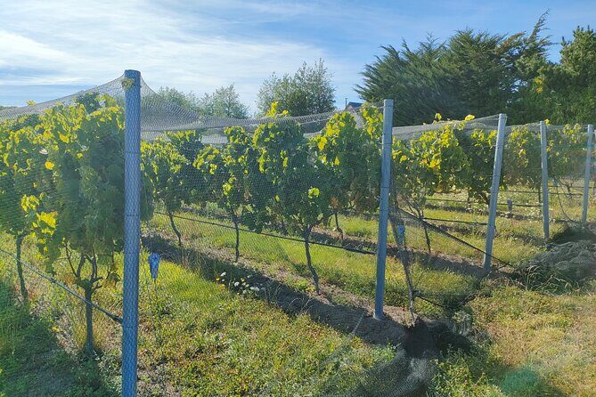 Private Martinborough Wine Tour for Wine Enthusiasts - What’s Included and What’s Not