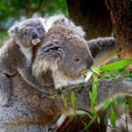 Private One Day Great Ocean Road Tour (12 Hour) - Who Is This Tour Best For?