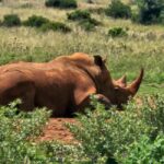 Private Safari Tour: Pilansberg National Park Big 5 - What’s Included and What to Bring