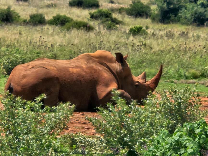 Private Safari Tour: Pilansberg National Park Big 5 - What’s Included and What to Bring