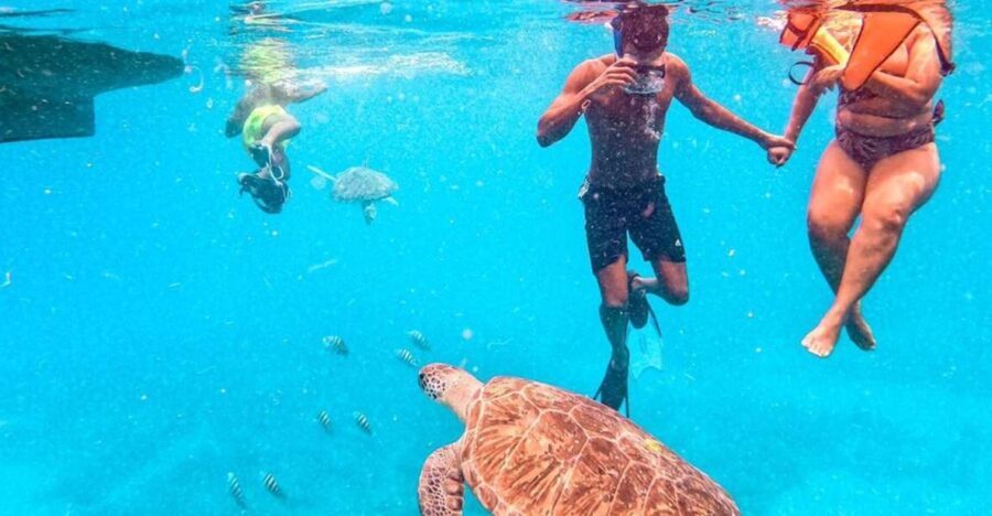 Private Snorkel Experience with Sea Turtle for Cruisers - Who Will Love This Tour?