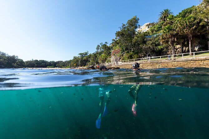 Private Sydney Snorkeling Experience: Explore Cabbage Tree Bay - Summary of the Experience