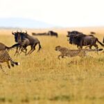Private Tarangire National Park Day Tour with Lunch - Authentic Insights from Reviewers