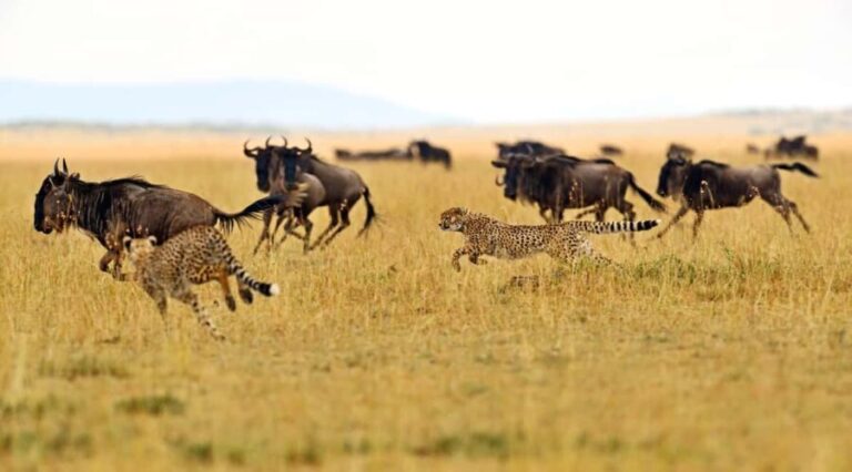 Private Tarangire National Park Day Tour with Lunch - Authentic Insights from Reviewers