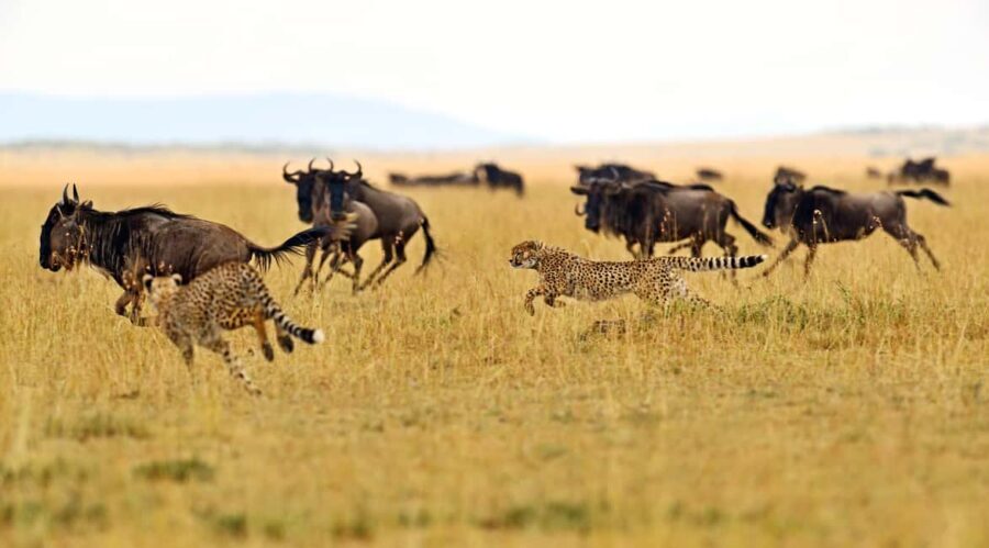 Private Tarangire National Park Day Tour with Lunch - Authentic Insights from Reviewers