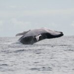 Private Tour 4h Whale watching quiet area peninsula Tahiti - The Experience from Past Travelers