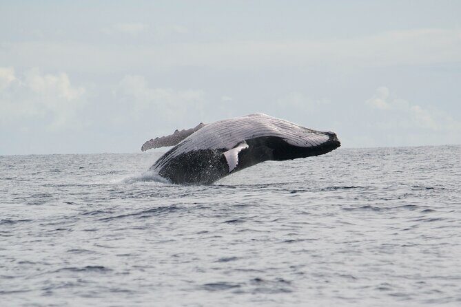 Private Tour 4h Whale watching quiet area peninsula Tahiti - The Experience from Past Travelers