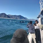 Private Tour: Hermanus- Boat Based Whale Watching Experience - The Experience in Depth: What’s Included and What’s Not