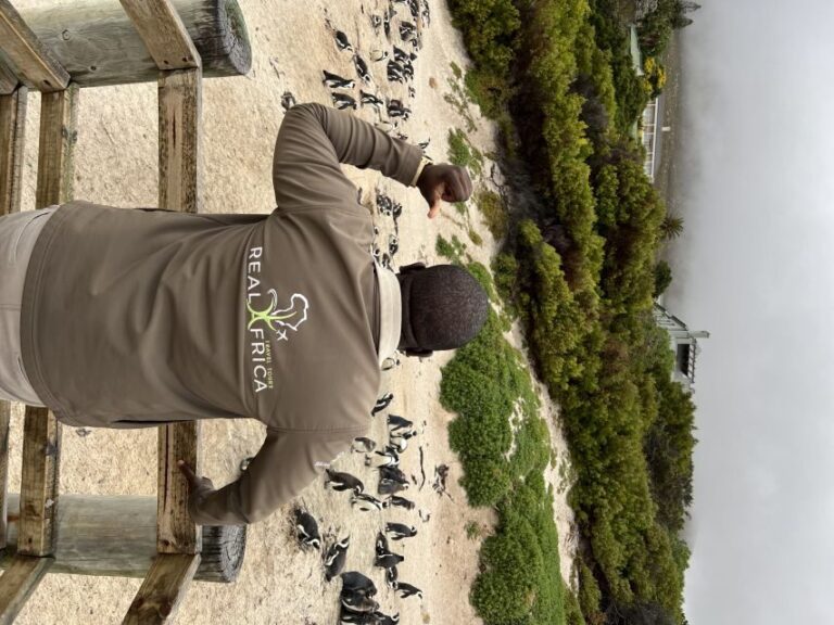 Private tour, Swim with Penguins at Boulders Beach - The Itinerary in Detail