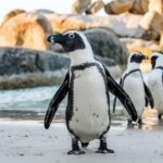 Private Tour: Table Mountain, Penguins Colony & Cape Of Good - Who Would Love This Tour?