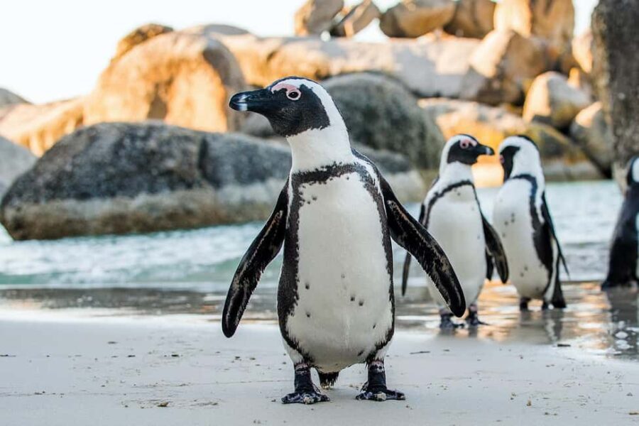 Private Tour: Table Mountain, Penguins Colony & Cape Of Good - Who Would Love This Tour?