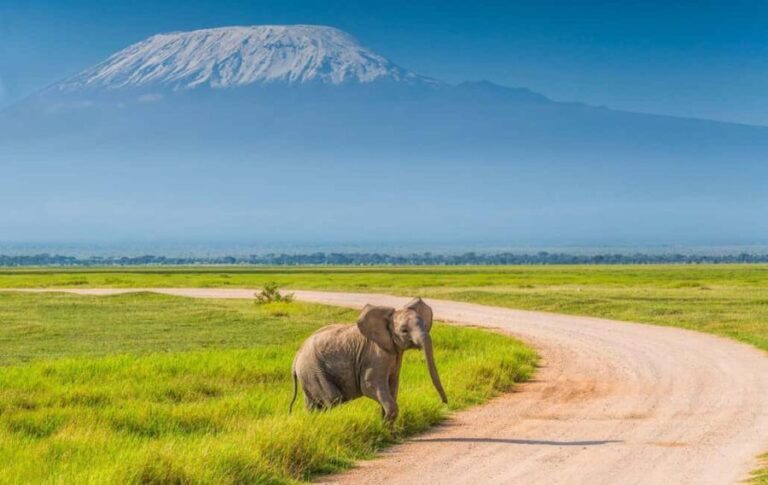 Private Tour to Amboseli National Park - Why This Tour Offers Good Value