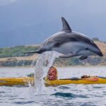 Private Wildlife Kayaking Tour - Kaikoura - Final Thoughts
