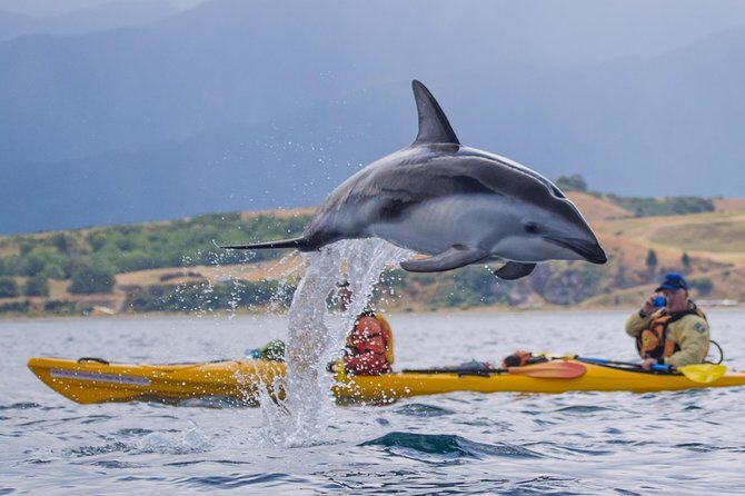 Private Wildlife Kayaking Tour - Kaikoura - Final Thoughts