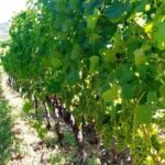 Private Wine Tasting tour - Exploring the Itinerary in Detail
