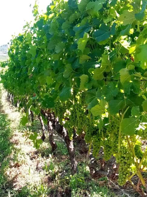 Private Wine Tasting tour - Exploring the Itinerary in Detail