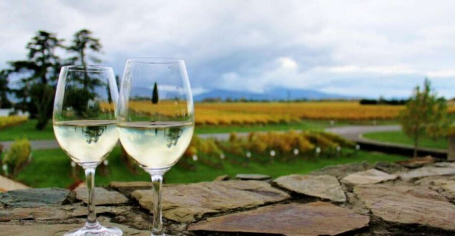 Progressive Wine & Gourmet Trail from Blenheim or Picton - What to Expect: The Experience in Detail