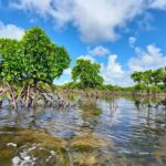 Pungume island, Pungume beach, sandbank BBQ and snorkeling - Practical Details: What to Know Before You Go